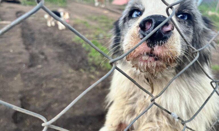 Tres Casos de Maltrato Animal en Cundinamarca