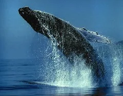 Foto: Official account of the United Nations Convention on Biological Diversity. #ForNature.