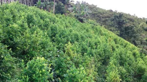 Cultivo de Coca en Argelia. Foto:VerdadAbierta