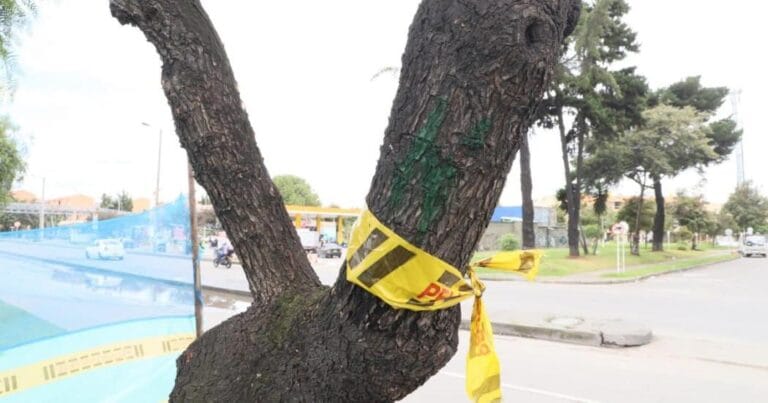 Distrito refuerza atención al arbolado en Bogotá por lluvias