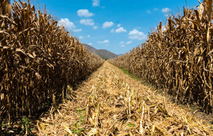 importaciones-cereales-soya-colombia-2025.jpg importaciones-cereales-soya-colombia-2025.jpg
