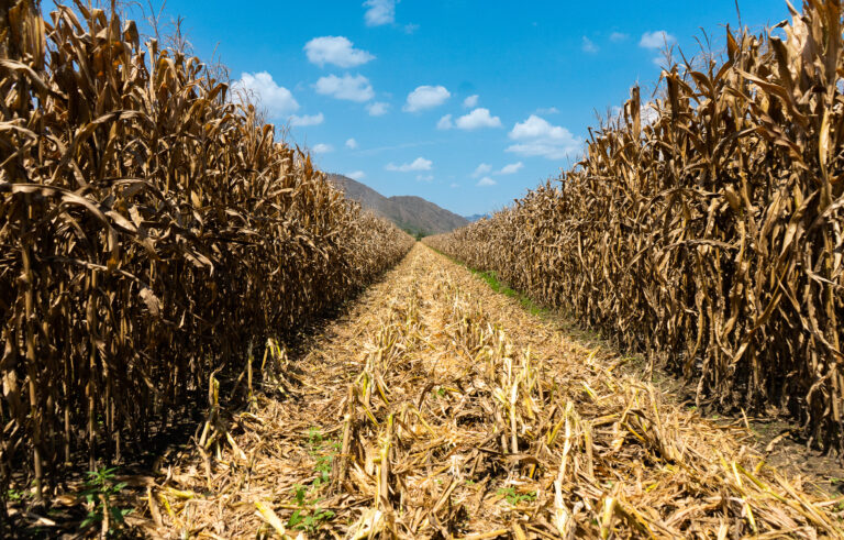 importaciones-cereales-soya-colombia-2025.jpg