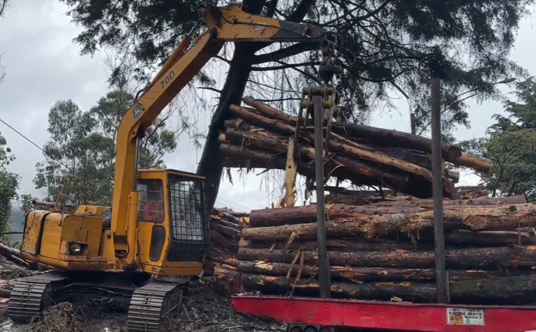 Corantioquia logra la primera gran incautación de madera de 2026