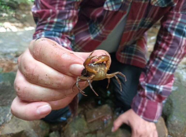 Corantioquia lidera el descubrimiento de una nueva especie de cangrejo en El Bagre
