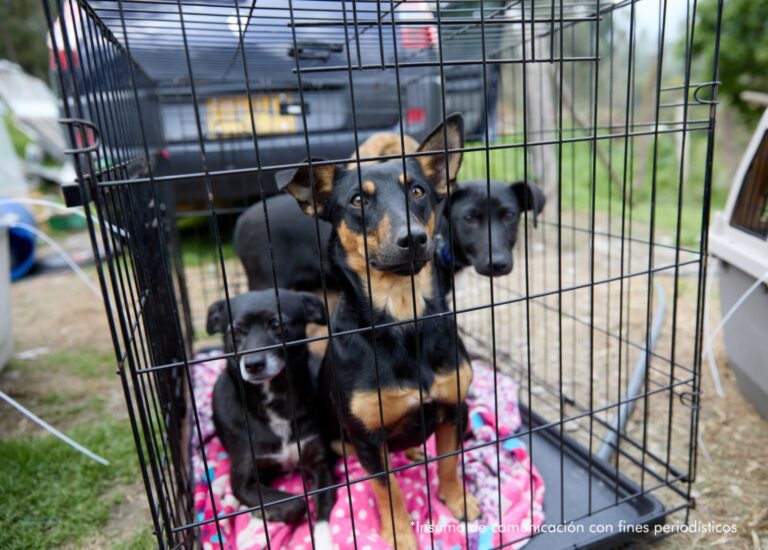 Autoridades desmantelaron una «convención internacional» de peleas de perros en Bogotá
