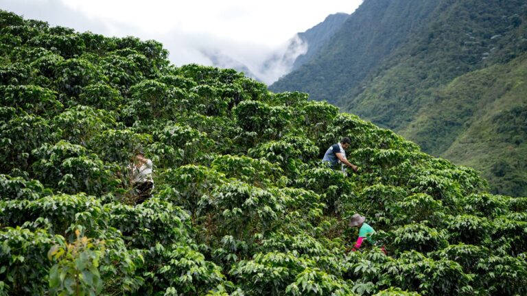 Colombia impulsa formación digital contra plagas agrícolas