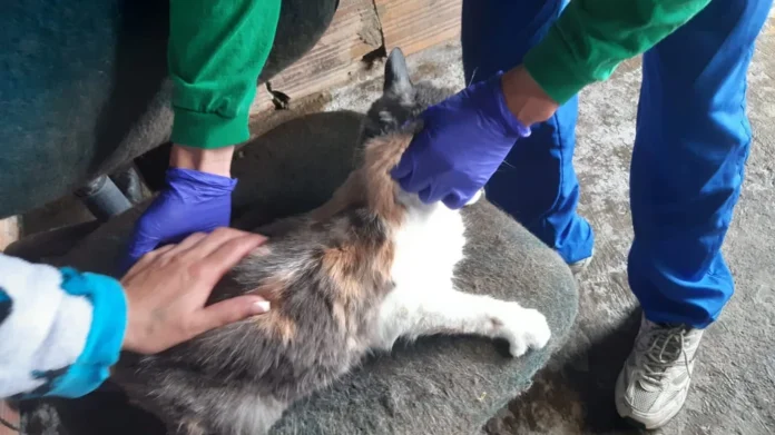 Rescatan nueve animales en presunto