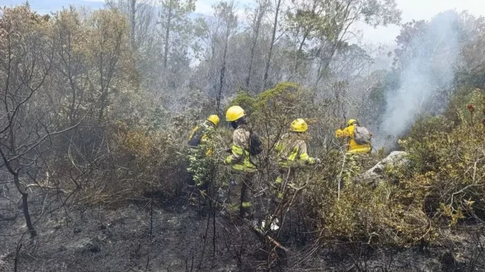 incendio cerro San Marcos