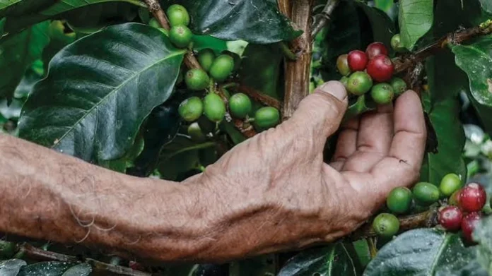 producción de café
